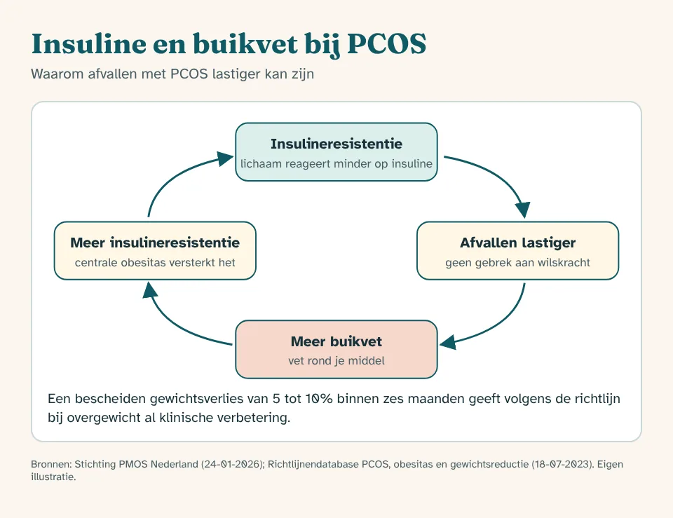 Diagram of the cycle in PCOS: insulin resistance makes weight loss harder, belly fat increases and in turn reinforces the insulin resistance